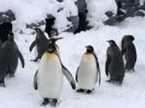 A group of penguins in the snow

Description automatically generated