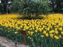 A field of yellow flowers

Description automatically generated