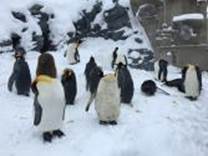 A group of penguins in the snow

Description automatically generated