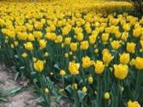 A field of yellow flowers

Description automatically generated
